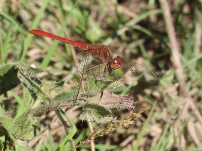 Sympétrum méridional (Le) Sympetrum meridionale (Selys, 1841)