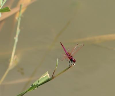 Trithémis annelé (Le) Trithemis annulata (Palisot de Beauvois, 1807)