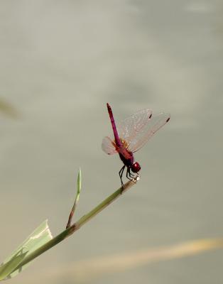 Trithémis annelé (Le) Trithemis annulata (Palisot de Beauvois, 1807)