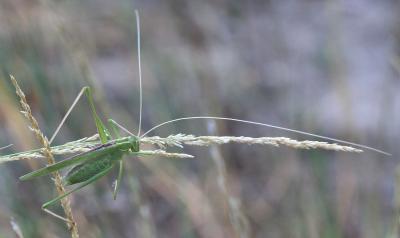 Phanéroptère liliacé,  Phi.lnéroptère feuille-de-l Tylopsis lilifolia (Fabricius, 1793)