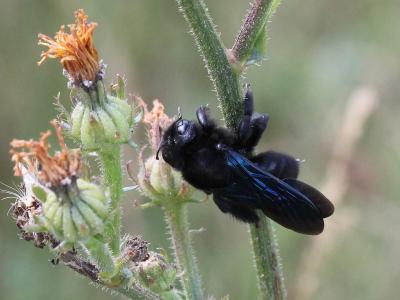  Xylocopa Latreille, 1802