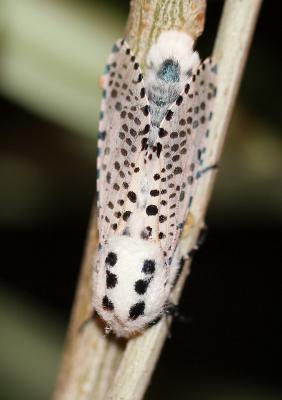 Zeuzère du Marronnier (La), Coquette (La), Zeuzère Zeuzera pyrina (Linnaeus, 1760)