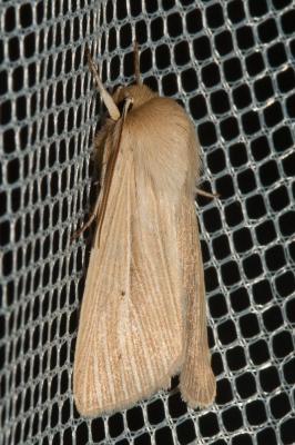 Leucanie blafarde (La) Mythimna pallens (Linnaeus, 1758)