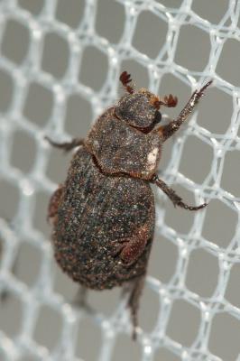  Trox scaber (Linnaeus, 1767)