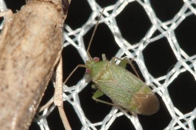  Tuponia brevirostris Reuter, 1883