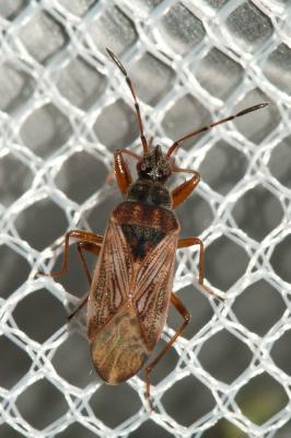  Pachybrachius fracticollis (Schilling, 1829)