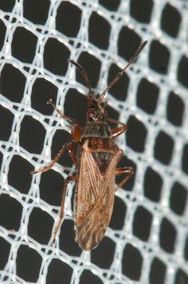  Pachybrachius fracticollis (Schilling, 1829)