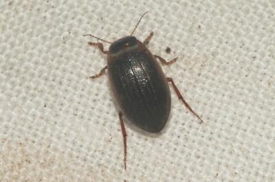  Hygrotus impressopunctatus (Schaller, 1783)