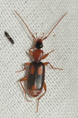  Zuphium olens (P. Rossi, 1790)