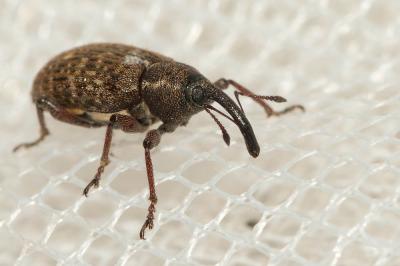 Notaris scirpi (Fabricius, 1792)