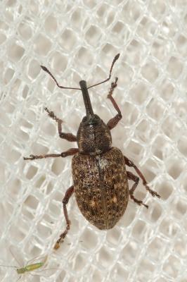  Notaris scirpi (Fabricius, 1792)