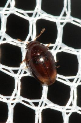  Stilbus testaceus (Panzer, 1797)