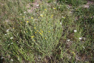 Chondrille à tige de jonc, Chondrille effilée Chondrilla juncea L., 1753