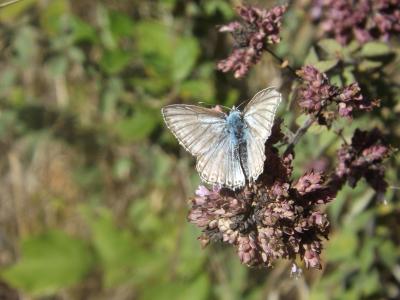 Bleu-nacré d'Espagne (Le) Lysandra hispana (Herrich-Schäffer, 1852)