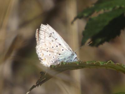 Bleu-nacré d'Espagne (Le) Lysandra hispana (Herrich-Schäffer, 1852)