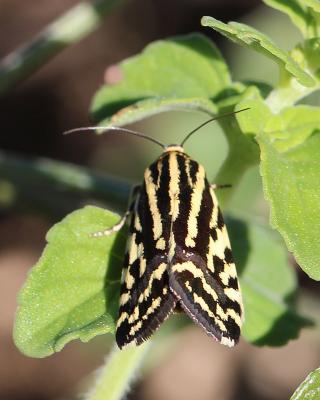 Arlequinette jaune (L') Acontia trabealis (Scopoli, 1763)