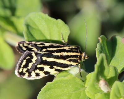 Arlequinette jaune (L') Acontia trabealis (Scopoli, 1763)