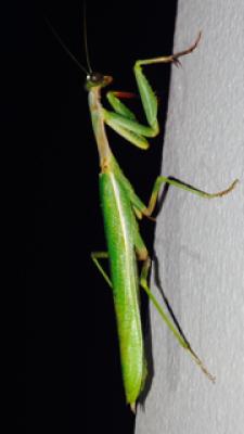 Mante ocelée Iris oratoria (Linnaeus, 1758)