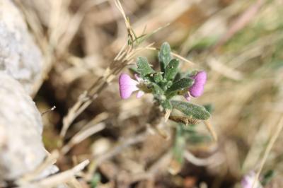 Bugle Ivette, Ivette-musquée Ajuga iva (L.) Schreb., 1773