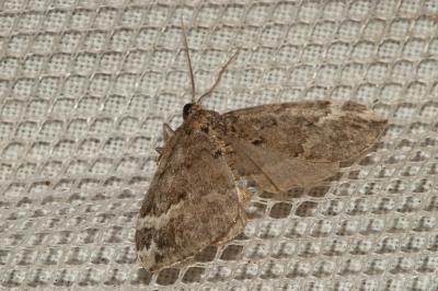 Phalène du Cucubale (La) Perizoma lugdunaria (Herrich-Schäffer, 1855)