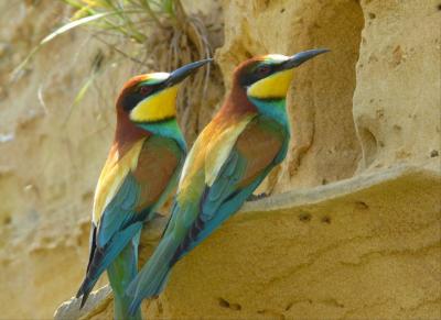 Guêpier d'Europe Merops apiaster Linnaeus, 1758