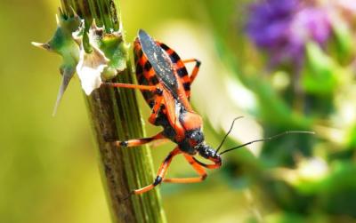  Rhynocoris iracundus (Poda, 1761)