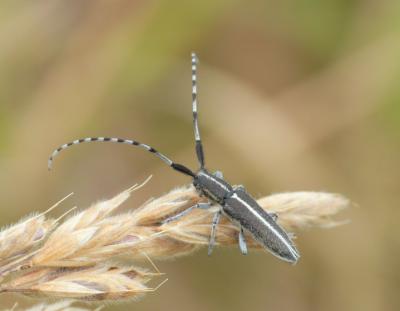 Agapanthie du chardon Agapanthia cardui (Linnaeus, 1767)