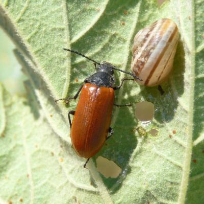 Omophlus orangé Omophlus lepturoides (Fabricius, 1787)