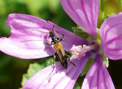  Oedemera simplex (Linnaeus, 1767)