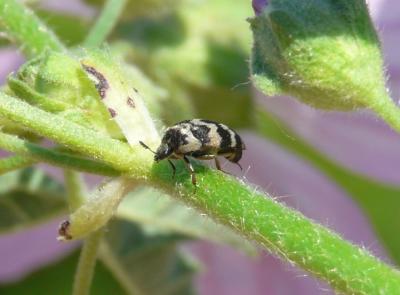 Attagène à trois bandes Attagenus trifasciatus (Fabricius, 1787)