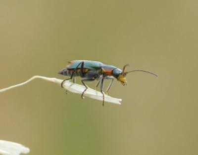  Clanoptilus marginellus (Olivier, 1790)