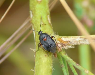  Deraeocoris ribauti Wagner, 1943