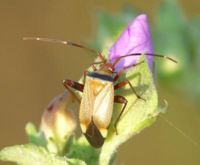  Adelphocoris vandalicus (Rossi, 1790)
