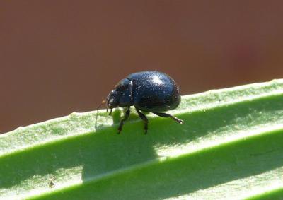 Chrysomèle violette Chrysolina haemoptera (Linnaeus, 1758)