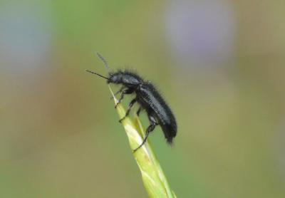 Enicopus pilosus Enicopus pilosus (Scopoli, 1763)