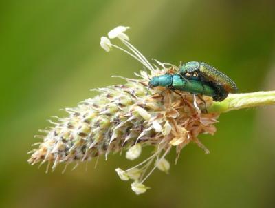 Psilothrix vert Psilothrix viridicoerulea (Geoffroy, 1785)