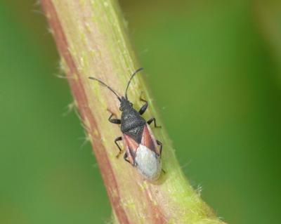  Oxycarenus lavaterae (Fabricius, 1787)