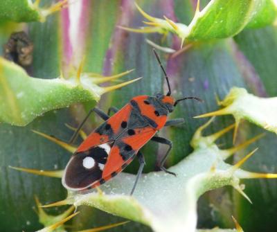 Punaise écuyère Lygaeus equestris (Linnaeus, 1758)