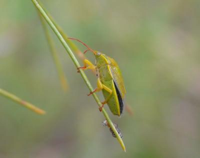  Piezodorus lituratus (Fabricius, 1794)