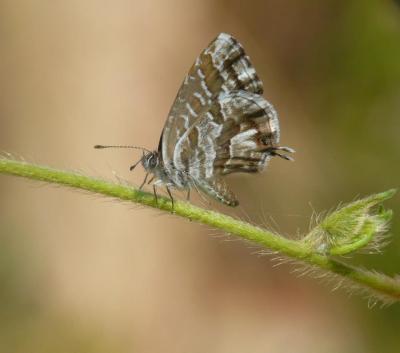 Brun du pélargonium (Le), Argus des Pélargoniums ( Cacyreus marshalli Butler, 1898
