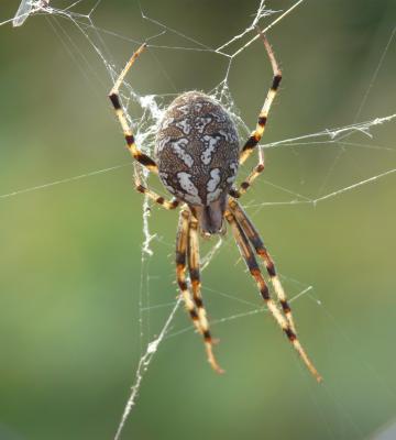  Neoscona byzanthina (Pavesi, 1876)