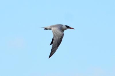 Sterne caspienne Hydroprogne caspia (Pallas, 1770)