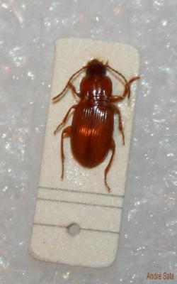  Pterostichus pumilio (Dejean, 1828)