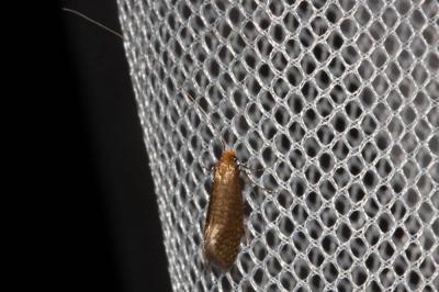  Nematopogon adansoniella (Villers, 1789)