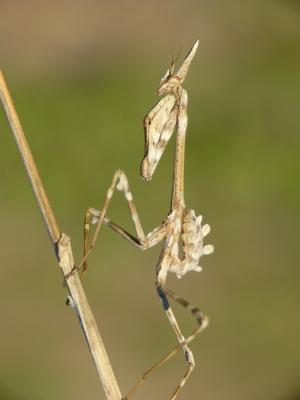 Empuse commune, Diablotin Empusa pennata (Thunberg, 1815)