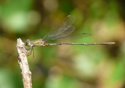 Leste vert Chalcolestes viridis (Vander Linden, 1825)
