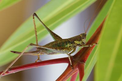 Decticelle annelée Rhacocleis annulata Fieber, 1853