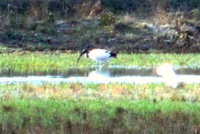 Ibis sacré Threskiornis aethiopicus (Latham, 1790)