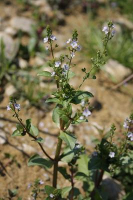 Mouron aquatique, Mouron d'eau Veronica anagallis-aquatica L., 1753