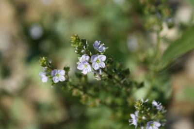 Mouron aquatique, Mouron d'eau Veronica anagallis-aquatica L., 1753